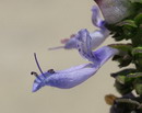Spanish thyme, Orégano Brujo (Puerto Rico), Indian Borage, Húng chanh, Big Thyme, Mexican thyme, Mex